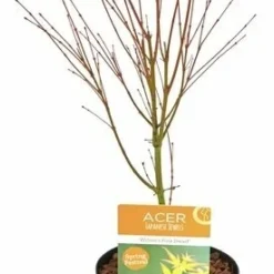 Flora Hart Verkoopwinkel -Flora Hart Verkoopwinkel 1991666718