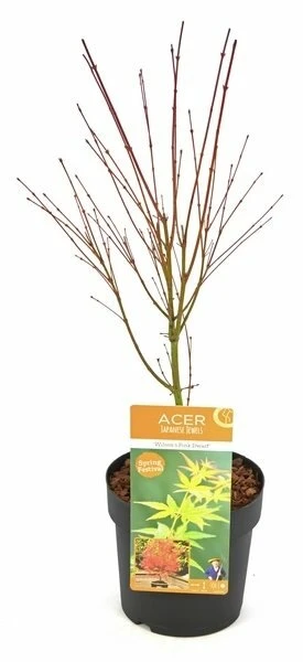 Acer Palmatum Wilson's Pink Dwarf - Totale Hoogte 50-70 Cm - Pot 3 Ltr 4 Acer Palmatum Wilson's Pink Dwarf - Totale Hoogte 50-70 Cm - Pot 3 Ltr - Afbeelding 2