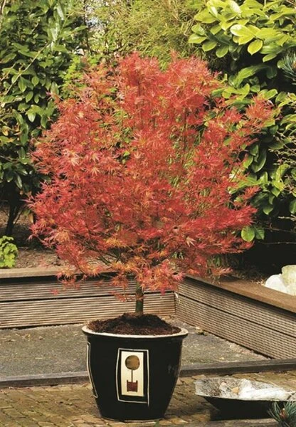 Acer Palmatum Wilson's Pink Dwarf - Totale Hoogte 50-70 Cm - Pot 3 Ltr 6 Acer Palmatum Wilson's Pink Dwarf - Totale Hoogte 50-70 Cm - Pot 3 Ltr - Afbeelding 4