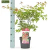 Acer Palmatum Beni-maiko - Totale Hoogte 50-60 Cm - Pot 3 Ltr -Flora Hart Verkoopwinkel 1991666751