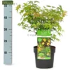 Acer Palmatum Little Princess - Totale Hoogte 50-60 Cm - Pot 3 Ltr -Flora Hart Verkoopwinkel 1991666757