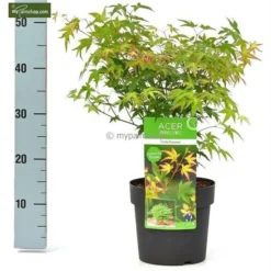 Acer Palmatum Little Princess - Totale Hoogte 50-60 Cm - Pot 3 Ltr