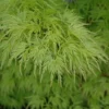 Acer Palmatum Seiryu - Totale Hoogte 50-60 Cm - Pot 3 Ltr -Flora Hart Verkoopwinkel 1991666778