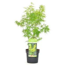 Acer Palmatum Seiryu - Totale Hoogte 50-60 Cm - Pot 3 Ltr -Flora Hart Verkoopwinkel 1991666784