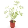 Sambucus Nigra Golden Tower - Pot Ø 21 Cm -Flora Hart Verkoopwinkel 1991666877