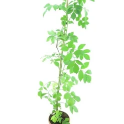 Sambucus Nigra - Totale Hoogte 100-120 Cm - Pot Ø 19 Cm