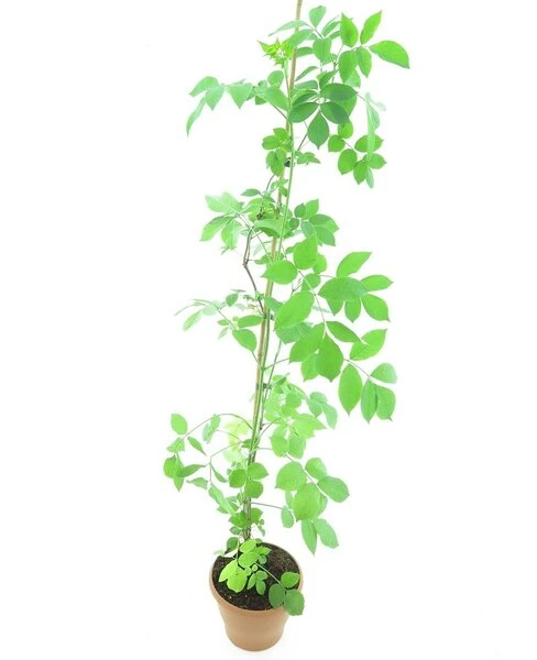 Sambucus Nigra - Totale Hoogte 100-120 Cm - Pot Ø 19 Cm 3 Sambucus Nigra - Totale Hoogte 100-120 Cm - Pot Ø 19 Cm