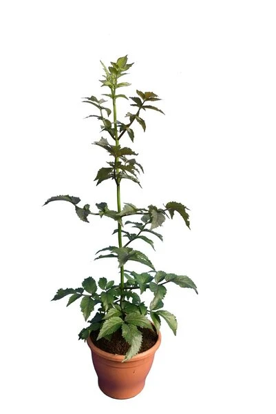 Sambucus Nigra Black Tower - Totale Hoogte 80-100 Cm - Pot Ø 19 Cm 3 Sambucus Nigra Black Tower - Totale Hoogte 80-100 Cm - Pot Ø 19 Cm