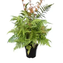 Dryopteris Erythrosora 5 Ltr