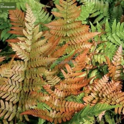 Dryopteris Erythrosora 5 Ltr -Flora Hart Verkoopwinkel 1991667234