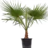 Washingtonia Robusta - Stam 50+ Cm - Totale Hoogte 160+ Cm - Pot Ø 45 Cm [pallet] -Flora Hart Verkoopwinkel 1991667429