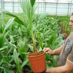 Washingtonia Robusta - Stam 50+ Cm - Totale Hoogte 160+ Cm - Pot Ø 45 Cm [pallet] -Flora Hart Verkoopwinkel 1991667432