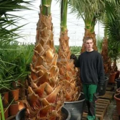 Washingtonia Robusta - Stam 50+ Cm - Totale Hoogte 160+ Cm - Pot Ø 45 Cm [pallet] -Flora Hart Verkoopwinkel 1991667435