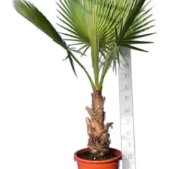 Washingtonia Robusta - Stam 40+ Cm - Totale Hoogte 160-180 Cm - Pot 40 Ø Cm [pallet]