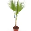Washingtonia Robusta - Totale Hoogte 100-130 Cm - Pot Ø 26 Cm 1 Washingtonia Robusta - Totale Hoogte 100-130 Cm - Pot Ø 26 Cm -Flora Hart Verkoopwinkel 1991667534