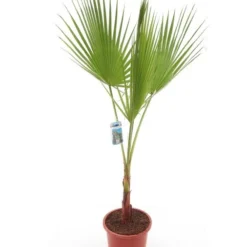 Washingtonia Robusta - Totale Hoogte 100-130 Cm - Pot Ø 26 Cm