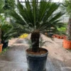 Cycas Revoluta - Stam 55-65 Cm [pallet] -Flora Hart Verkoopwinkel 1991667570