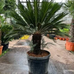 Cycas Revoluta - Stam 55-65 Cm [pallet]