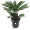 Cycas Revoluta - Stam 20-30 Cm - Totale Hoogte 90-110 Cm - Pot Ø 35 Cm
