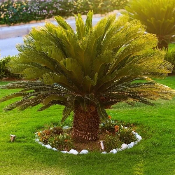 Cycas Revoluta - Stam 20-30 Cm - Totale Hoogte 90-110 Cm - Pot Ø 35 Cm 7 Cycas Revoluta - Stam 20-30 Cm - Totale Hoogte 90-110 Cm - Pot Ø 35 Cm - Afbeelding 5
