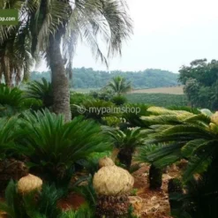 Cycas Revoluta - Stam 45-55 Cm - Totale Hoogte 130-160 Cm - Pot Ø 48 Cm [pallet] -Flora Hart Verkoopwinkel 1991667669