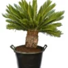 Cycas Revoluta - Stam 35-45 Cm - Totale Hoogte 130-150 Cm - Pot Ø 45 Cm [pallet] -Flora Hart Verkoopwinkel 1991667750