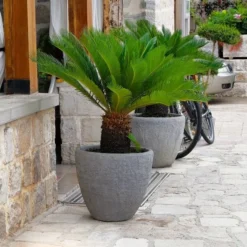 Cycas Revoluta - Stam 35-45 Cm - Totale Hoogte 130-150 Cm - Pot Ø 45 Cm [pallet] -Flora Hart Verkoopwinkel 1991667756