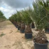 Jubaea Chilensis - Dikke Stam 60-70 Cm - Totale Hoogte 200+ Cm - Pot 160 Ltr [pallet] -Flora Hart Verkoopwinkel 1991667795