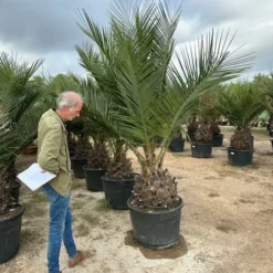 Jubaea Chilensis - Dikke Stam 60-70 Cm - Totale Hoogte 200+ Cm - Pot 160 Ltr [pallet] -Flora Hart Verkoopwinkel 1991667801