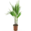 Washingtonia Robusta Multitrunk - Totale Hoogte 80-100 Cm - Pot Ø 22 Cm 1 Washingtonia Robusta Multitrunk - Totale Hoogte 80-100 Cm - Pot Ø 22 Cm -Flora Hart Verkoopwinkel 1991667975