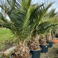 Jubaea Chilensis - Dikke Stam 40-50 Cm - Totale Hoogte 200+ Cm - Pot 160 Ltr [pallet] -Flora Hart Verkoopwinkel 1991668050