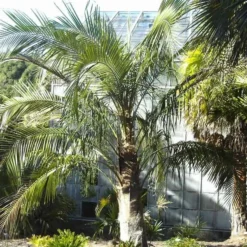 Parajubaea Torallyi Var. Torallyi - Doubletrunk - Stam 110-130 Cm - Totale Hoogte 250+ Cm - Pot Ø 90 Cm [pallet] -Flora Hart Verkoopwinkel 1991668125