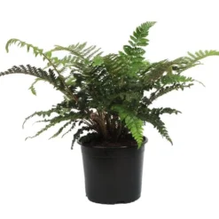 Polystichum Polyblepharum 5 Ltr