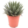Agave Victoria Reginae - Pot Γ 26 Cm 2 Agave Victoria Reginae - Pot Γ 26 Cm -Flora Hart Verkoopwinkel 1991669052
