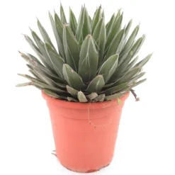 Agave Victoria Reginae - Pot Ø 26 Cm