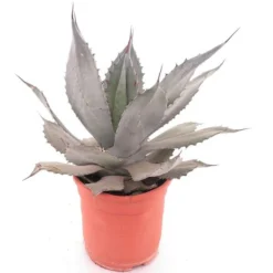 Agave Shrevei Subsp. Matapensis - Pot Ø 24 Cm