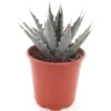Agave Xylonacantha - Pot Ø 20 Cm