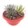 Agave Mix - Pot Γ 35 Cm 1 Agave Mix - Pot Γ 35 Cm -Flora Hart Verkoopwinkel 1991669124