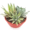 Agave Mix - Pot Ø 28 Cm -Flora Hart Verkoopwinkel 1991669133