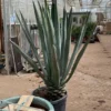 Agave Blue - Pot Ø 60 [pallet]