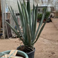 Agave Blue - Pot Ø 60 [pallet]