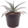 Agave Franzosinii - Pot Ø 22 Cm -Flora Hart Verkoopwinkel 1991669151