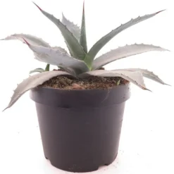 Agave Franzosinii - Pot Ø 22 Cm
