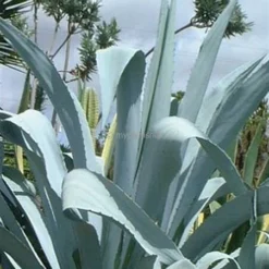 Agave Franzosinii - Pot Ø 22 Cm -Flora Hart Verkoopwinkel 1991669157