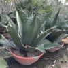 Agave Ferox XL [pallet] -Flora Hart Verkoopwinkel 1991669178