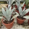 Agave Franzosinii - Totale Hoogte 70-90 Cm - Pot Ø 38 Cm [pallet] -Flora Hart Verkoopwinkel 1991669196