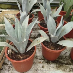 Agave Franzosinii - Totale Hoogte 70-90 Cm - Pot Ø 38 Cm [pallet]