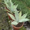 Agave Weberi - Totale Hoogte 70-90 Cm - Pot Ø 40 Cm [pallet]