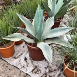 Agave Weberi - Totale Hoogte 80-100 Cm - Pot Ø 45 Cm [pallet]