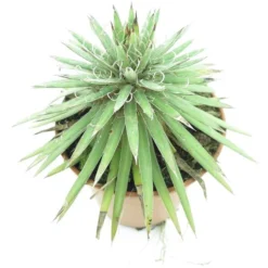 Agave Filifera - Pot Ø 14 Cm